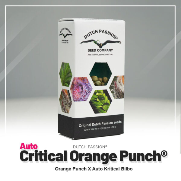 Auto-Critical-Orange-Punch-Autoflower-Dutch-Passion-seed-company