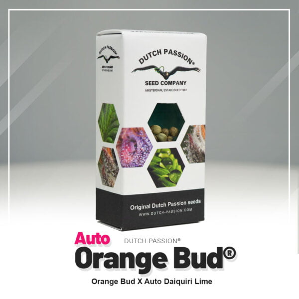 Auto-Orange-Bud-Autoflower-Dutch-Passion-seed-company