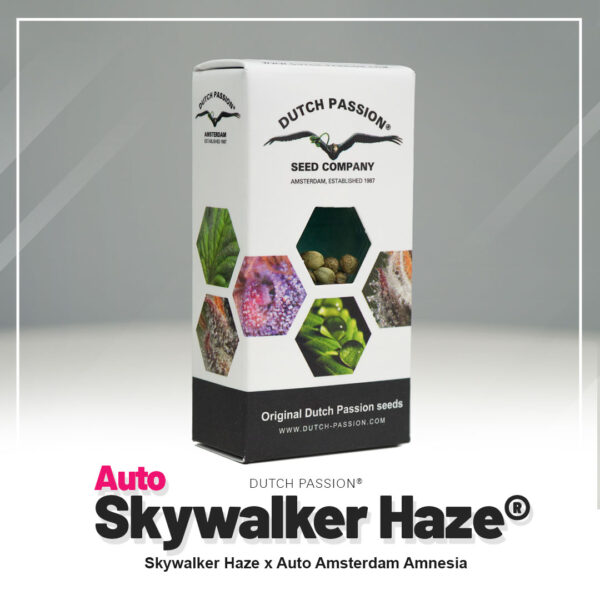 Auto-Skywalker-Haze-Autoflower-Dutch-Passion-seed-company