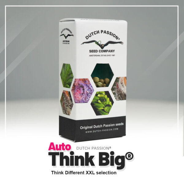 Auto-think-Big-Autoflower-Dutch-Passion-seed-company