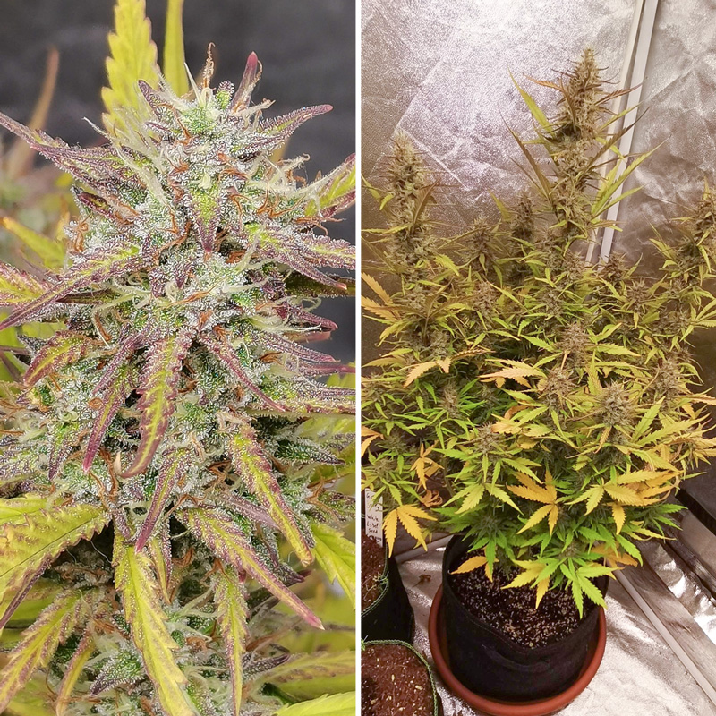 Fat Pete’s Cookies Auto® Milgrows